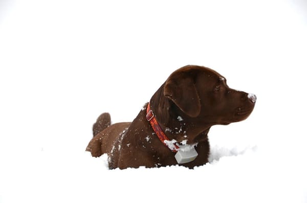 Some dogs love their Dog Guard fences... even in the snow!