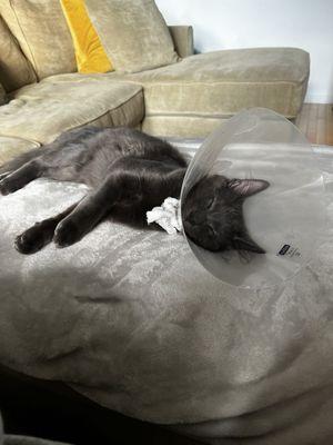 Kitty in recovery ‍