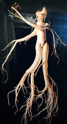 Ginseng