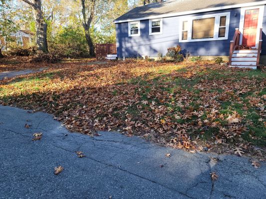 Yard with leaves