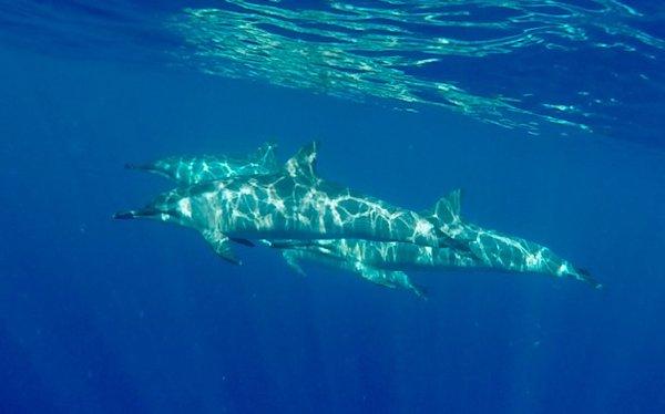 Dolphin snorkeling