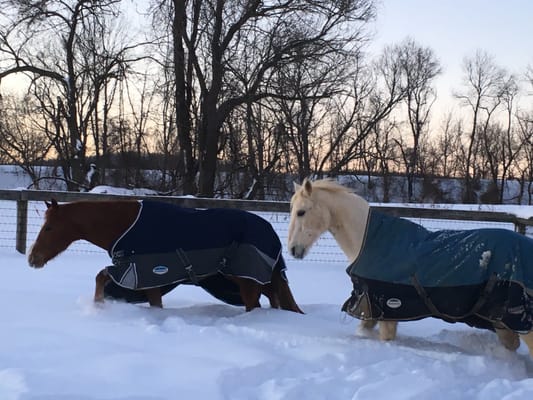 Casey and Cloudy enjoying the snow. two of our many rescue horses.