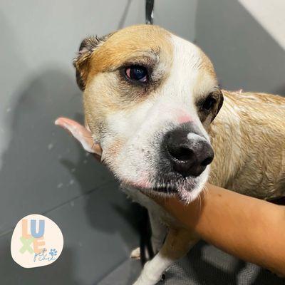 dog taking a bath