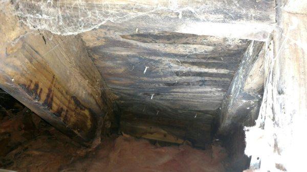 Mold in crawl space after repairs "were completed"