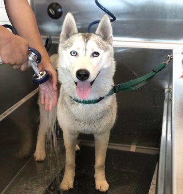 Siberian husky fits perfect in this tub