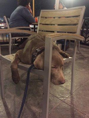 This is INDY relaxing at dinner with the family!