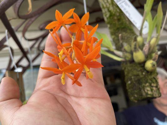 Rare Orchids from Mexico