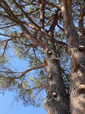 Pinetree trim thank you guys at tip-top shamrock arborists