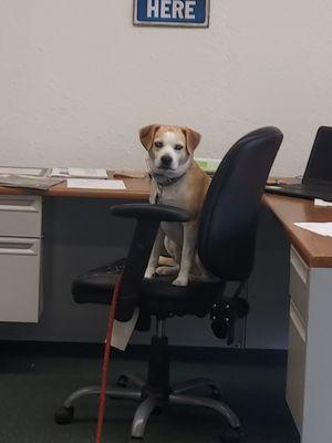 Mr. Chubby Chipuggle at the office