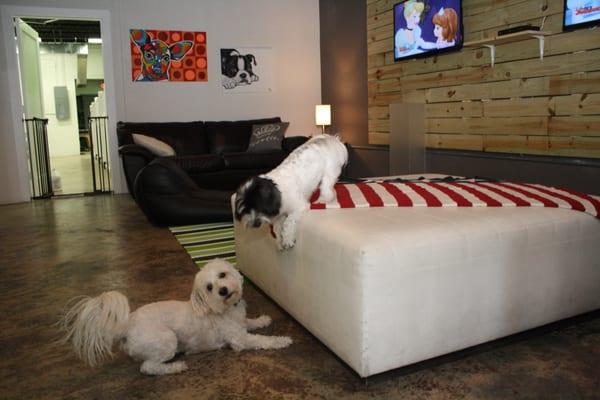 Pete & Bailey during doggy daycare at Pet Lounge