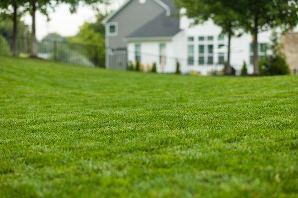 Greener lawn with their custom lawn care maintenance program