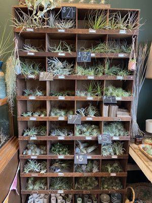 Air plant wall