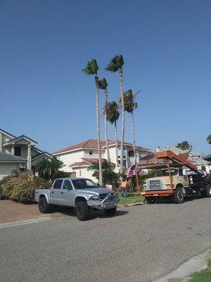 Professional tree trimming.