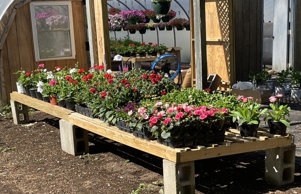 Check out our large selection of Memorial Day plants