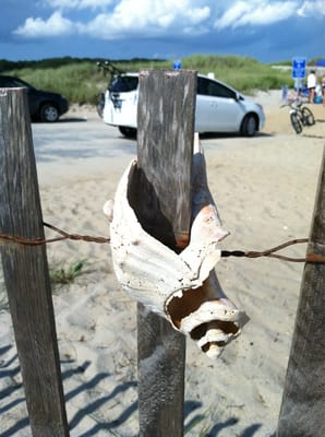 Shell on forest beach