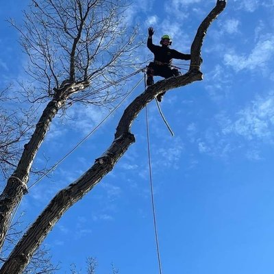 Alan's  Tree  Service 
908 884 8260