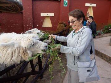 Hungry Llamas