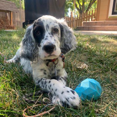 Cocker Spaniel Puppies For sale