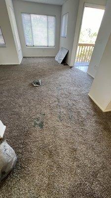 Stains on carpet