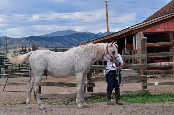 In line for a bath.  The first Sunday of every month, (June through September), they give the horses baths, and volunteers help