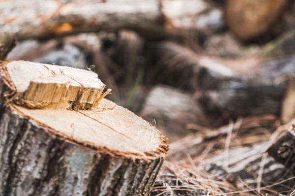 Stump Grinding