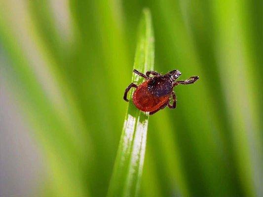 ECO Laboratory tests ticks for tick-borne illnesses.