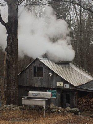 Bats of Bedlam Maple Farm