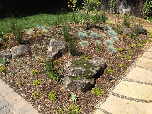 Drought Tolerant Perennial Garden in Oakland w Moss Rock