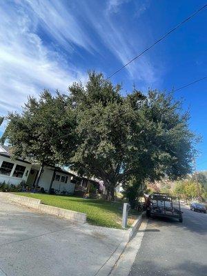 Natural Crown reduction of an Oak tree