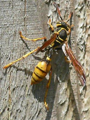 the Western Paper Wasp