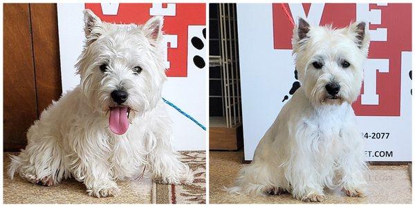 Emma is a Westie, who came to see her friends at Pet Vet today so she could get groomed! We think you look fabulous, Emma!