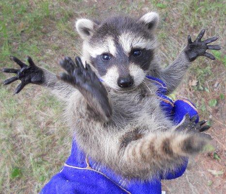 Raccoon removed from a fireplace chimney.