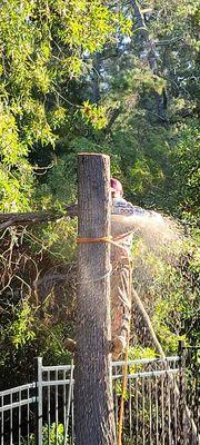 Tree removal.