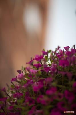 Floral hangings - Historical District.