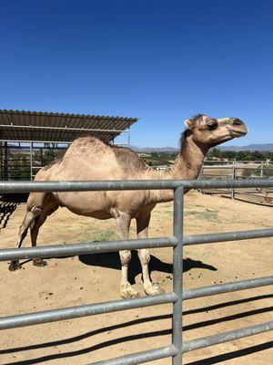 Zeus the camel :)