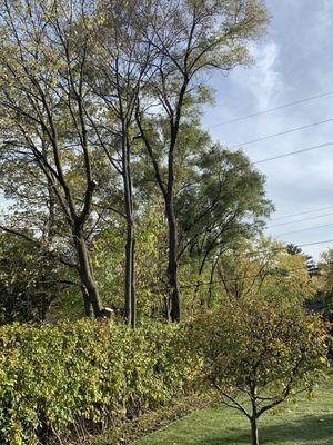 Trees tearing down the side of the yard