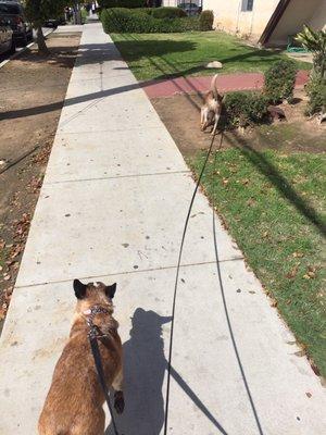 Peeta and Red (the Australian shepherds) on a walk