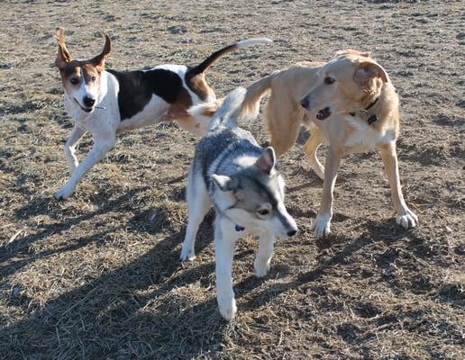 Buddy (hound), Pete (blonde), and Destiny (Husky)