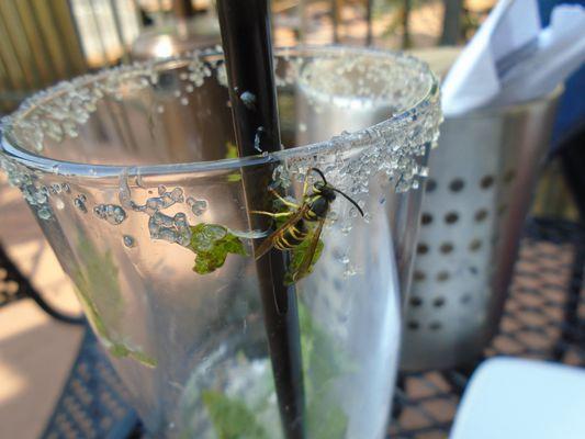 One of the drawbacks of an outdoor patio - unwanted dinner guests!