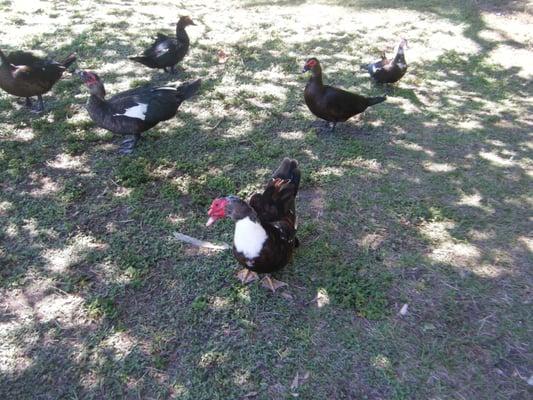 Quackers like the park