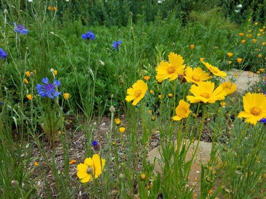 A favorite color combination of wildflowers.