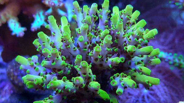 Budman's Corals