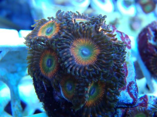 Zoanthid coral grown by us.