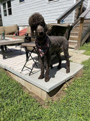 Moxie the Poodle