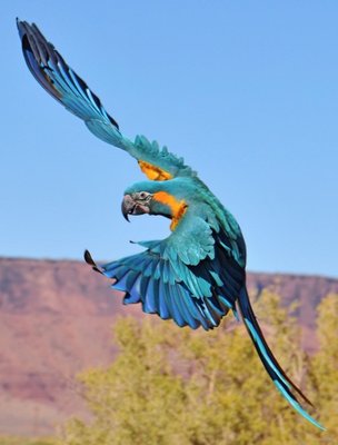 Freeflight and Parrot Training Chris Biro