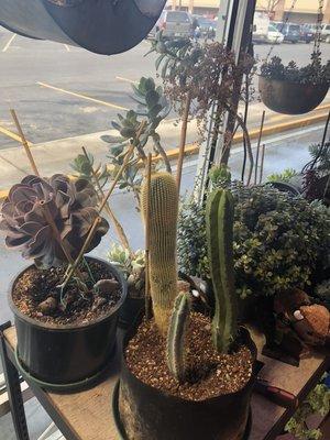 Succulents for sale