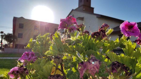 Pretty flowers adorn the front yard of the building!