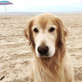 Sammy lives for the beach! One of our top summer activities for the pack is a beach adventure.  Salt-air, sunshine and sand-digs!