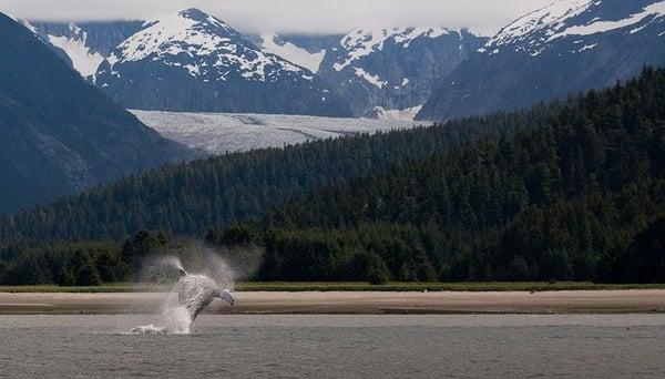 Breaching Humpback Whale by Eagle Beach while on tour in Juneau, Alaska.