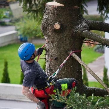 Tree Cabling